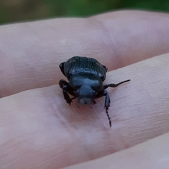 Clastocnemis quadrimaculatus