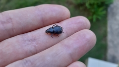 Clastocnemis quadrimaculatus