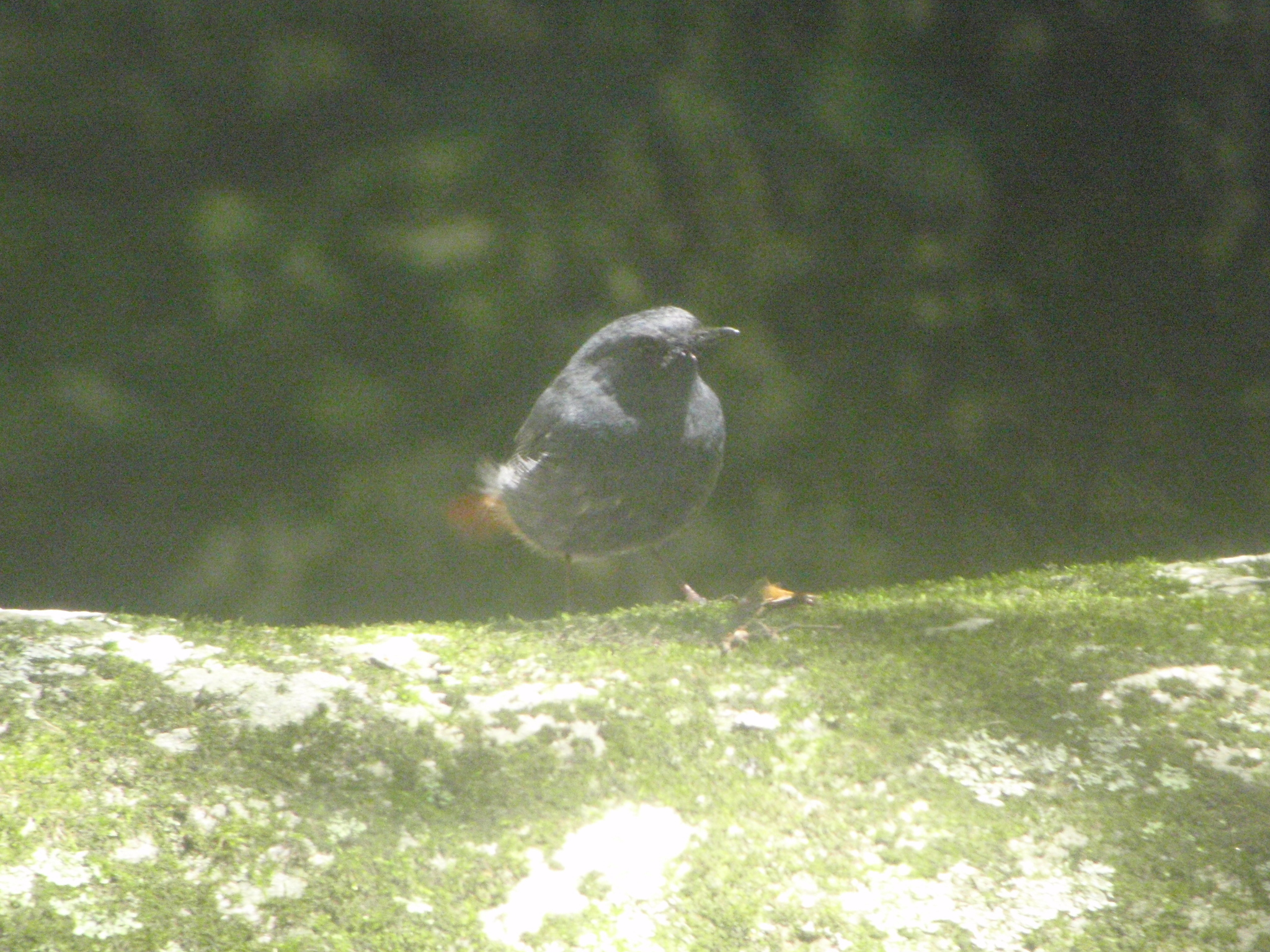 Plumbeous Water Redstart