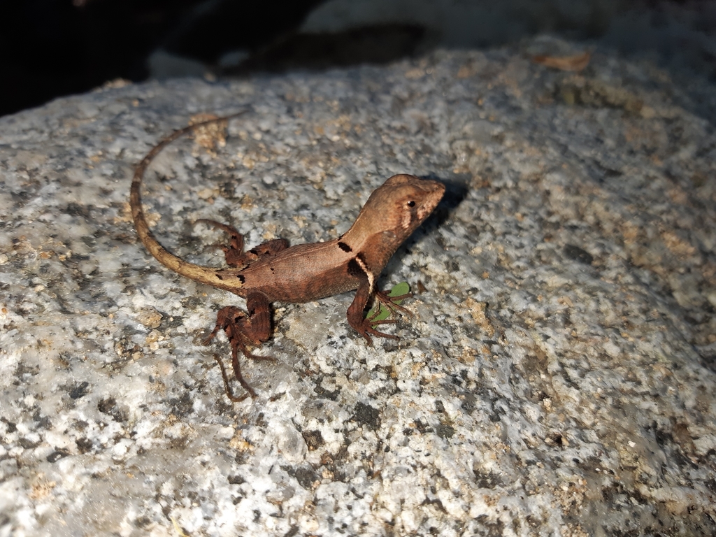Violet-bellied Whorl-tailed Iguana