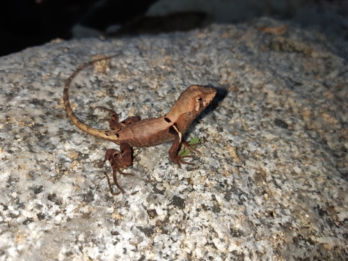 Violet-bellied Whorl-tailed Iguana, Stenocercus erythrogaster