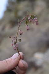 Thalictrum sultanabadense