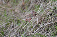 Thalictrum sultanabadense