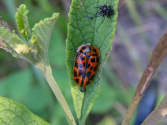 Eurypedus peltoides