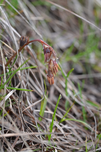 Sultanabad Meadow-rue (Thalictrum sultanabadense)