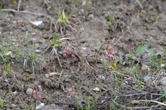 Thalictrum sultanabadense