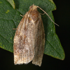 Archips xylosteana