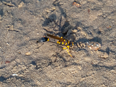 Sceliphron asiaticum