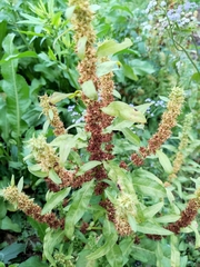 Rumex trisetifer