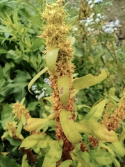 Rumex trisetifer