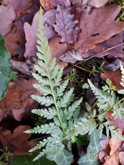Asplenium adiantum-nigrum