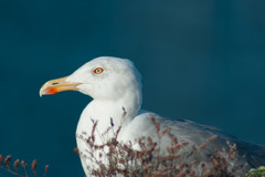 Larus michahellis michahellis