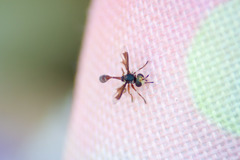 Physocephala pusilla