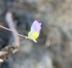 Utricularia bisquamata