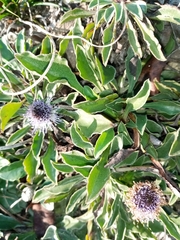 Globularieae