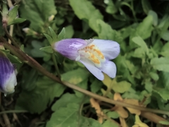 Mazus miquelii