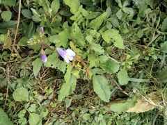 Mazus miquelii