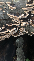 Trametes versicolor