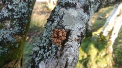 Hypocreopsis rhododendri