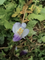 Mazus miquelii
