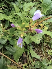 Mazus miquelii