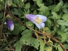 Mazus miquelii