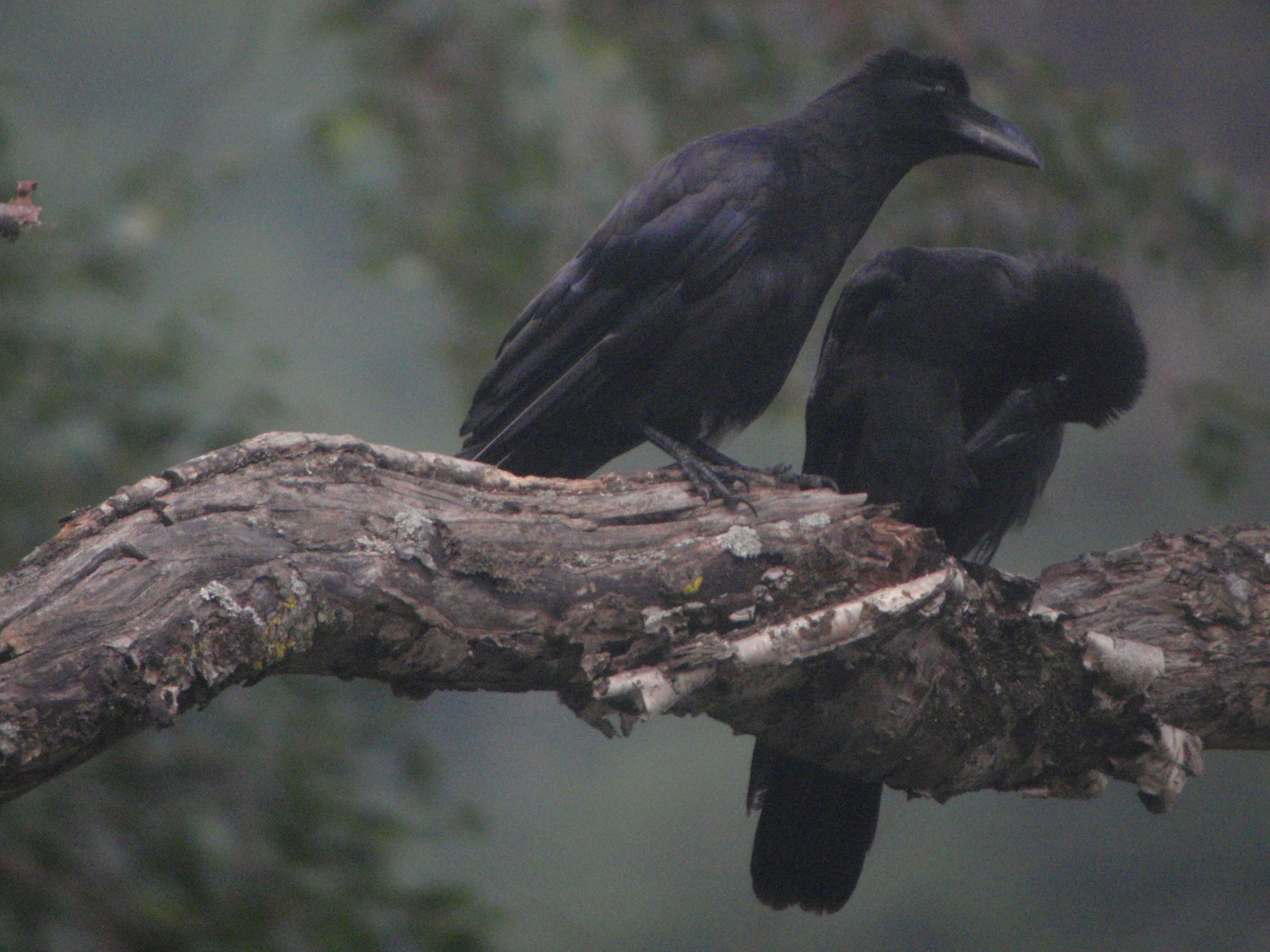 Large-billed Crow