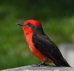 Pyrocephalus rubinus