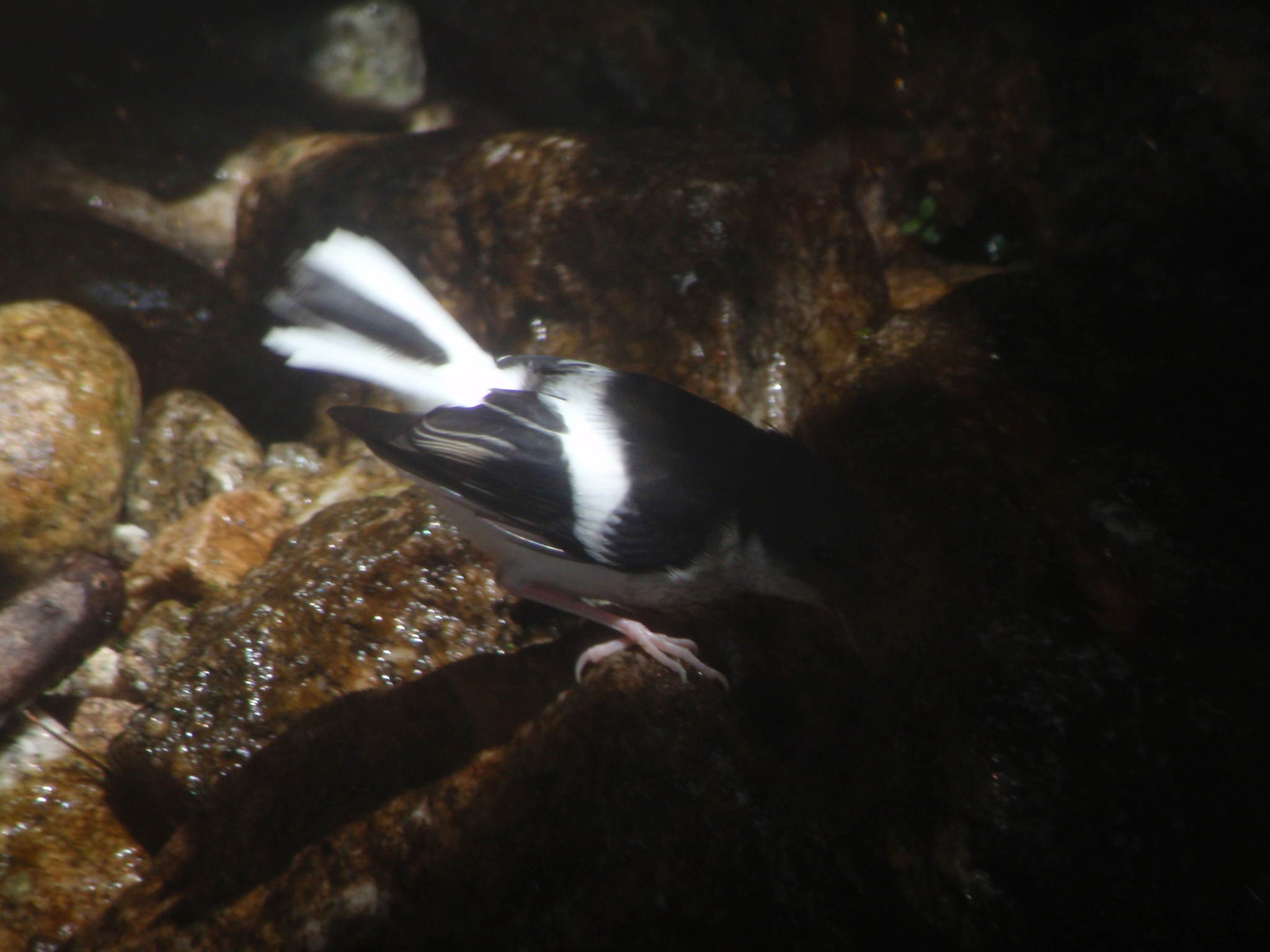 Little Forktail