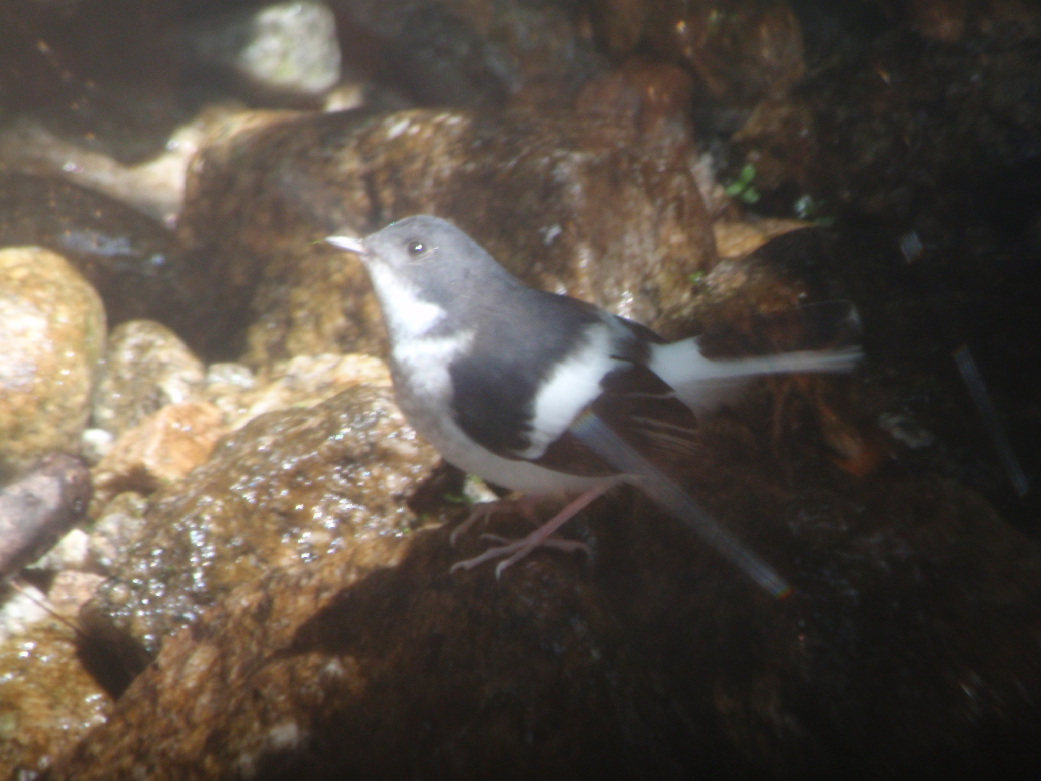 Little Forktail