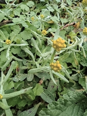 Pseudognaphalium affine