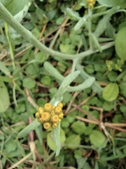 Pseudognaphalium affine