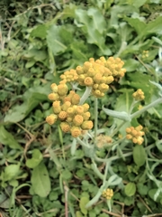 Pseudognaphalium affine