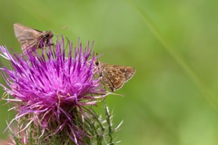 Amblyscirtes reversa