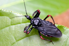 Apiomerus geniculatus