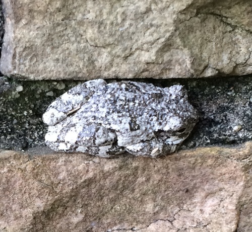 Gray Treefrog photographed in West Virginia