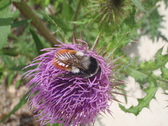 Bombus pyrosoma