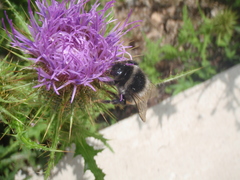 Bombus pyrosoma