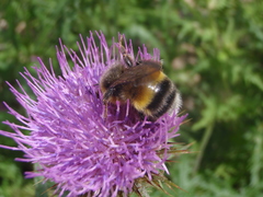 Bombus ganjsuensis