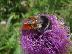 Bombus pyrosoma
