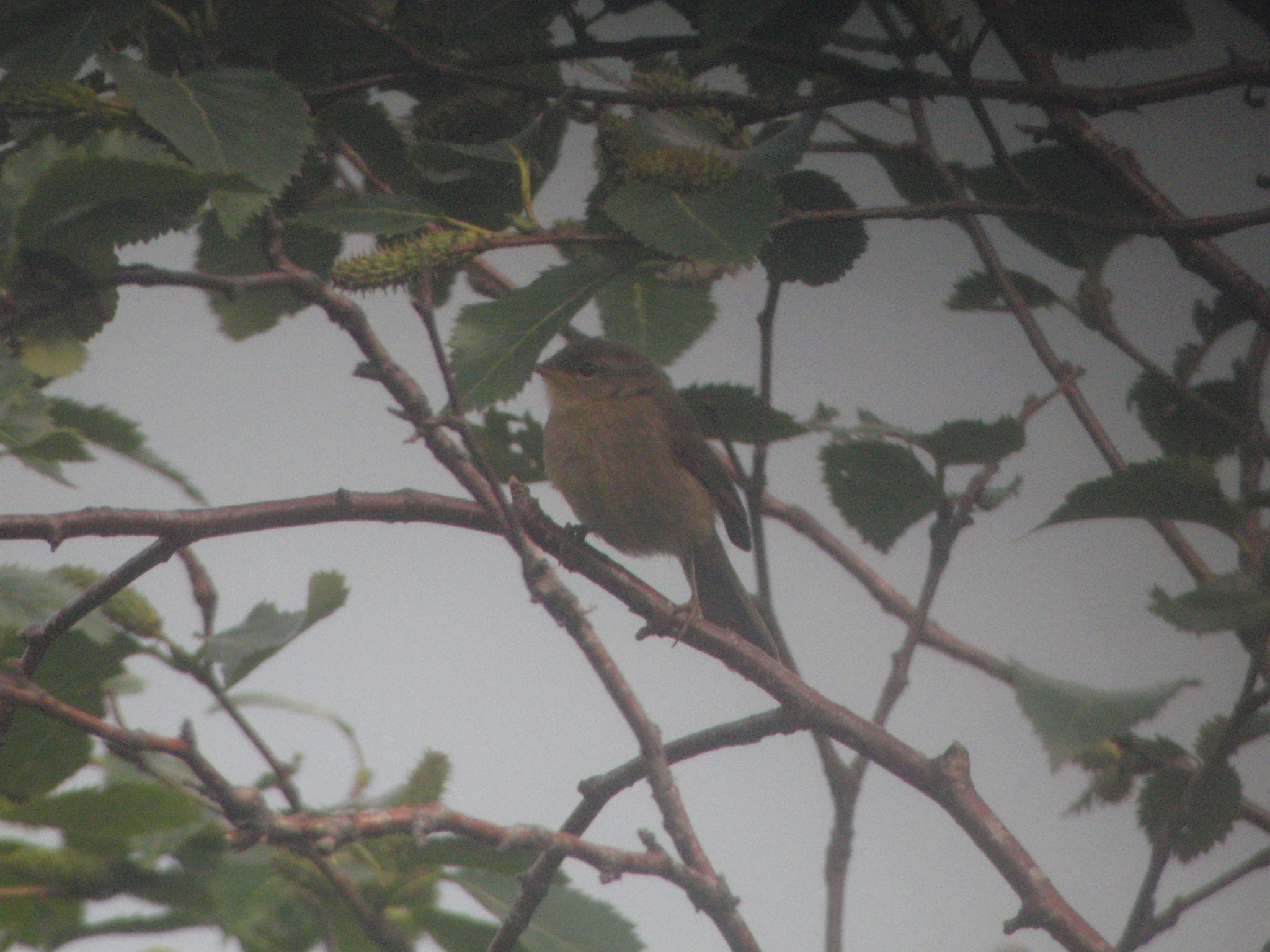 Large-billed Leaf Warbler