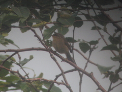 Phylloscopus magnirostris