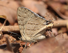 Cigaritis ictis ictis