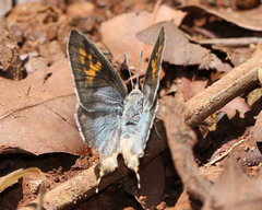 Cigaritis ictis ictis