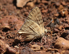 Cigaritis ictis ictis