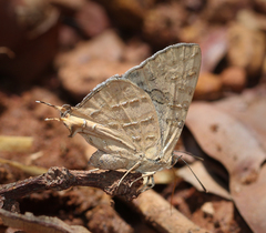 Cigaritis ictis ictis