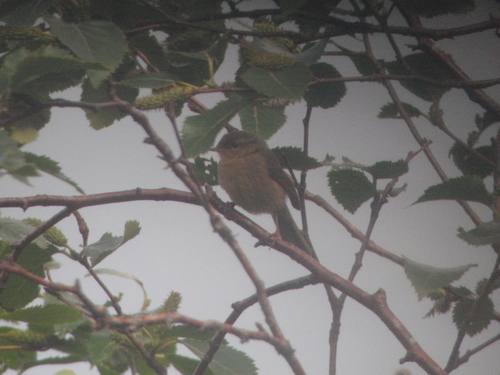 Large-billed Leaf Warbler (Phylloscopus magnirostris), photo 3
