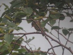 Phylloscopus magnirostris