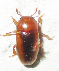 Amblyopus