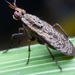 Euthycera alaris - Photo (c) Martin Galli,  זכויות יוצרים חלקיות (CC BY-NC), הועלה על ידי Martin Galli